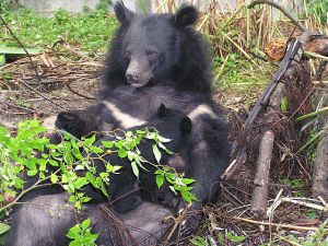 Formosan Black Bear Suckling Cubs, from Abu0804 at Wikimedia